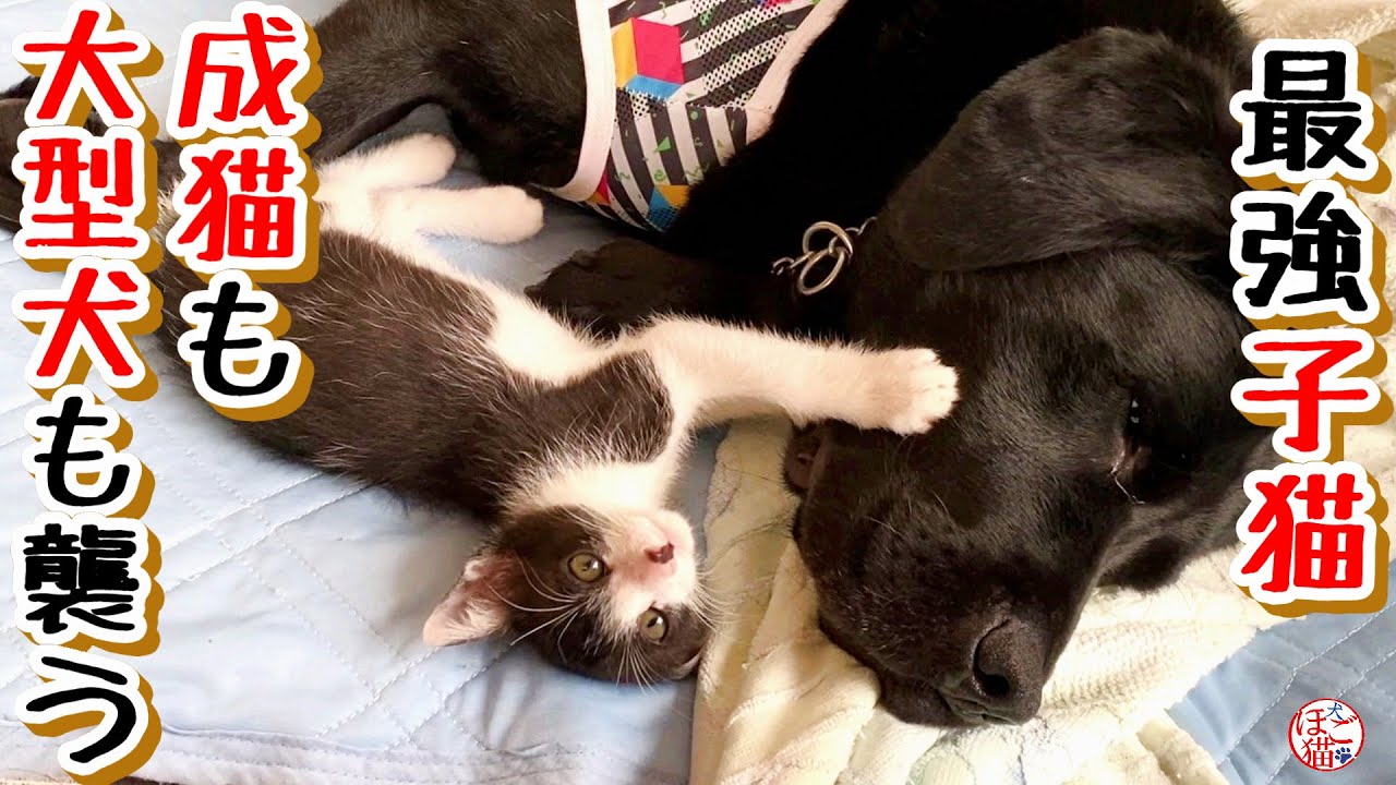 【子猫 保護】最強ヤンチャ子猫、大型犬も襲う＋おまけコーナー