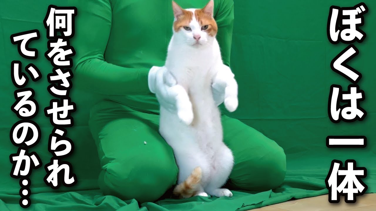 【甘えんぼ猫】緑まみれの部屋で謎のダンスを踊らされる猫