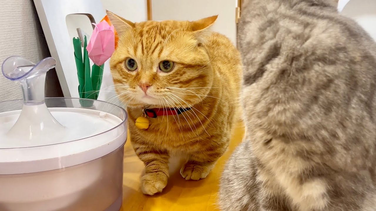 ぽちゃくんの通り抜け大作戦 #猫 #マンチカン
