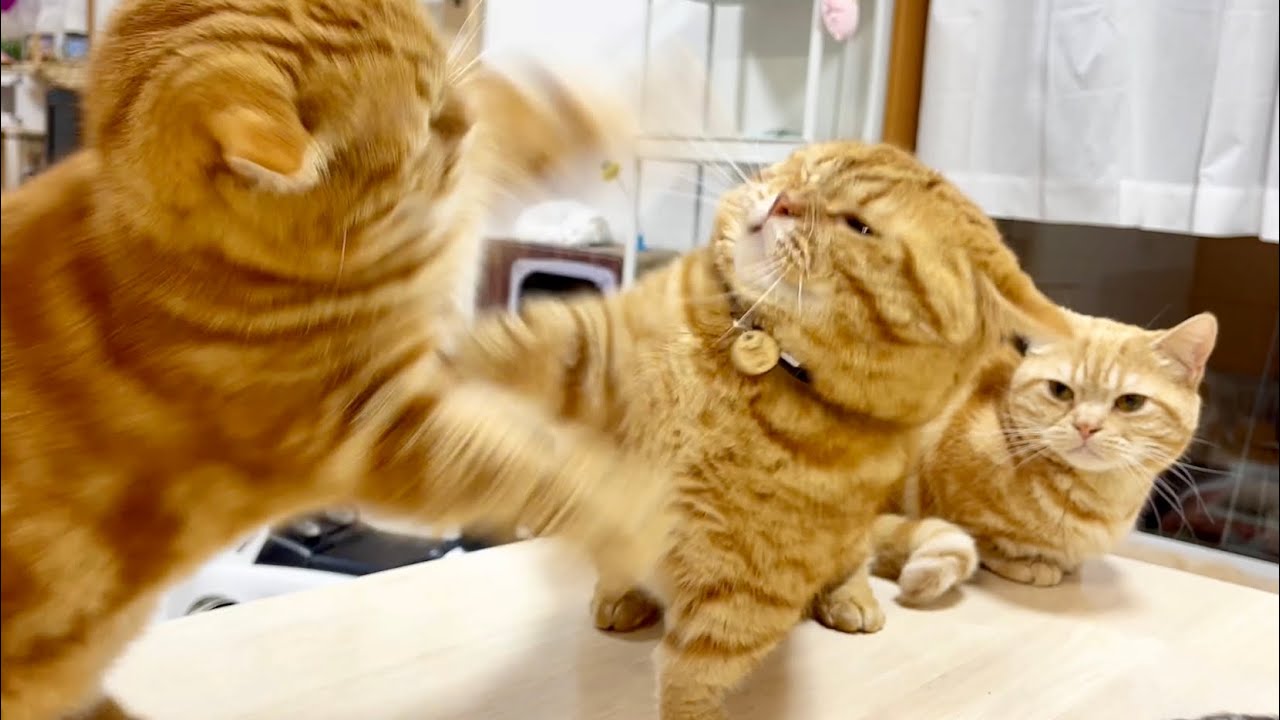 頭突きしまくる猫とちょっかい出されても反撃せずかわす猫 #猫 #マンチカン