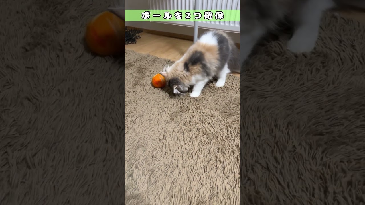 【ボールを盗られる猫】　#shorts　#ラガマフィン