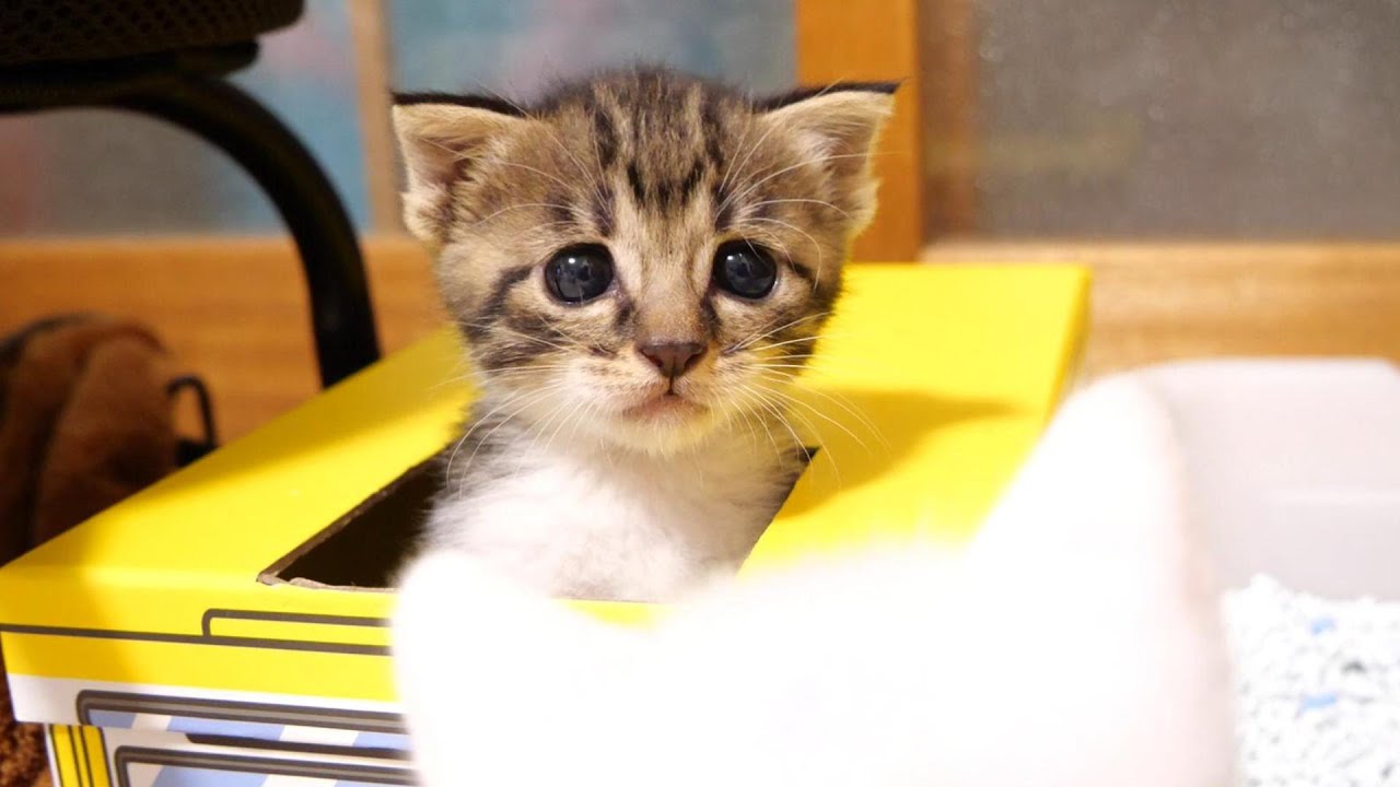ママに見つからない様にバスに隠れていた子猫が急に、寂しくなってママの元へ【赤ちゃん猫　保護猫】