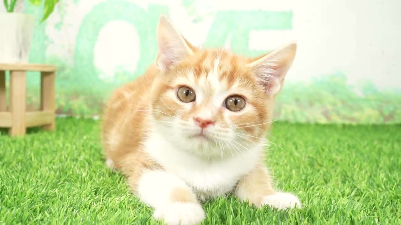 Coo&RIKU　No668284　スコティッシュフォールド