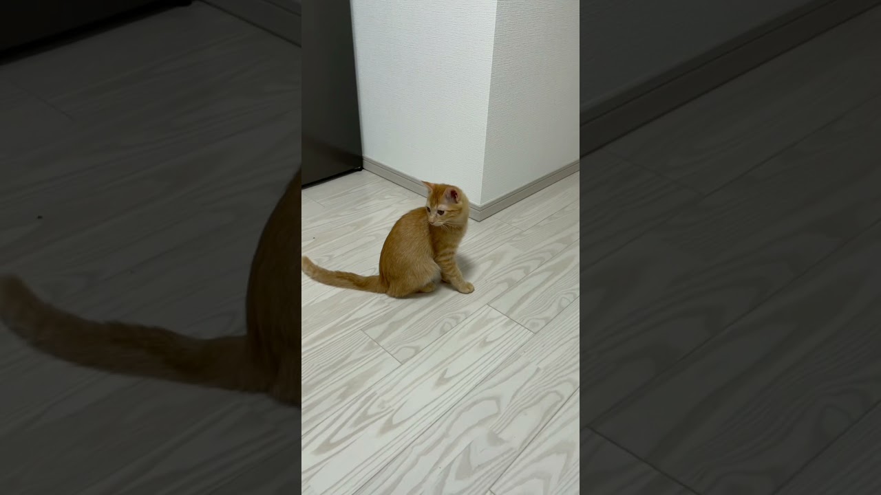 くしゃみしたら、猫に怒られた