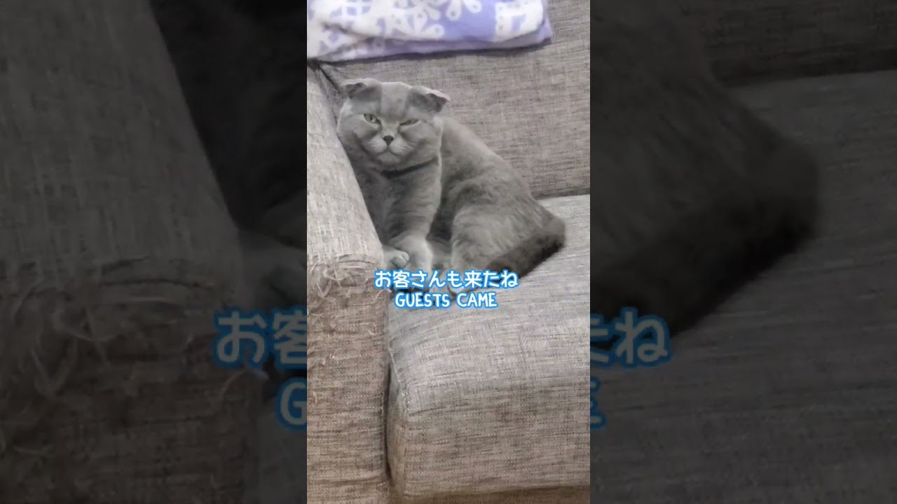 おやすみなさい good night #猫 #ねこ #ネコ #cat #cats #ねこのいる生活 #スコティッシュフォールド #shorts #short