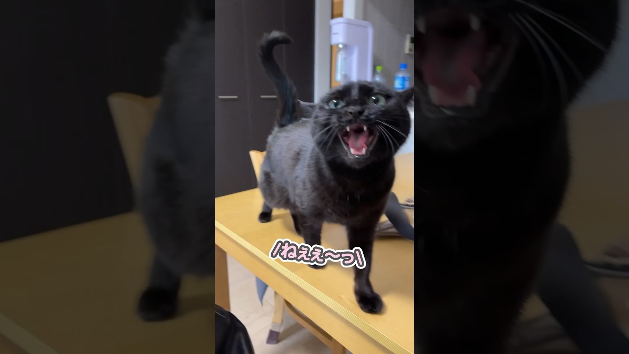 「抱っこしてぇ…」と世界一可愛く甘える、うちの猫