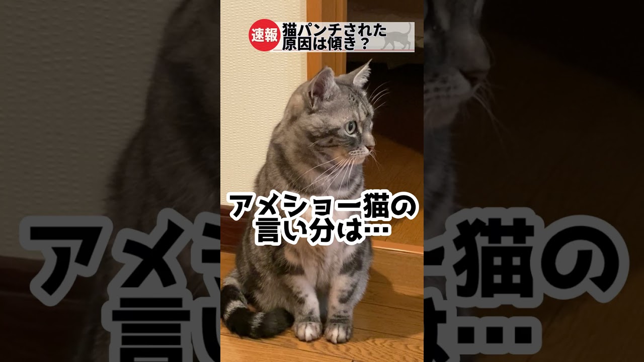 モフモフ猫がアメショー猫に猫パンチされた理由とは…#shorts