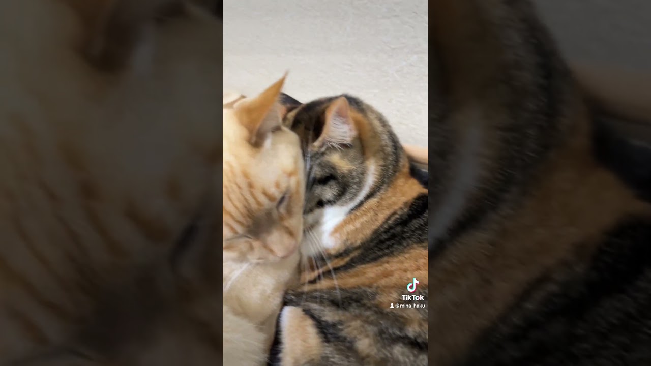 流行りに乗らざるを得なかった猫たち #shorts #ケツドラム猫 #ケツドラム #ケツドラム猫のみな #三毛猫 #茶シャム #笹かま猫