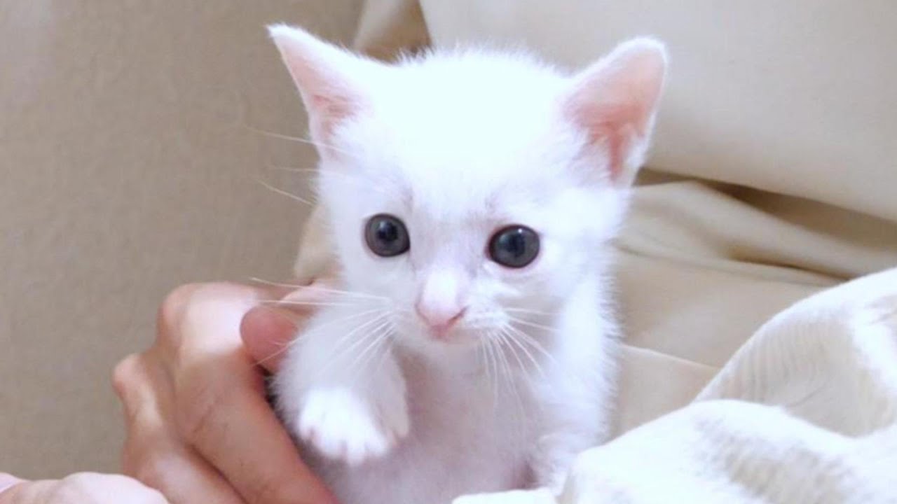 白い小さな子猫のてちてち歩きが独特過ぎてカワイイ【赤ちゃん猫　保護猫】