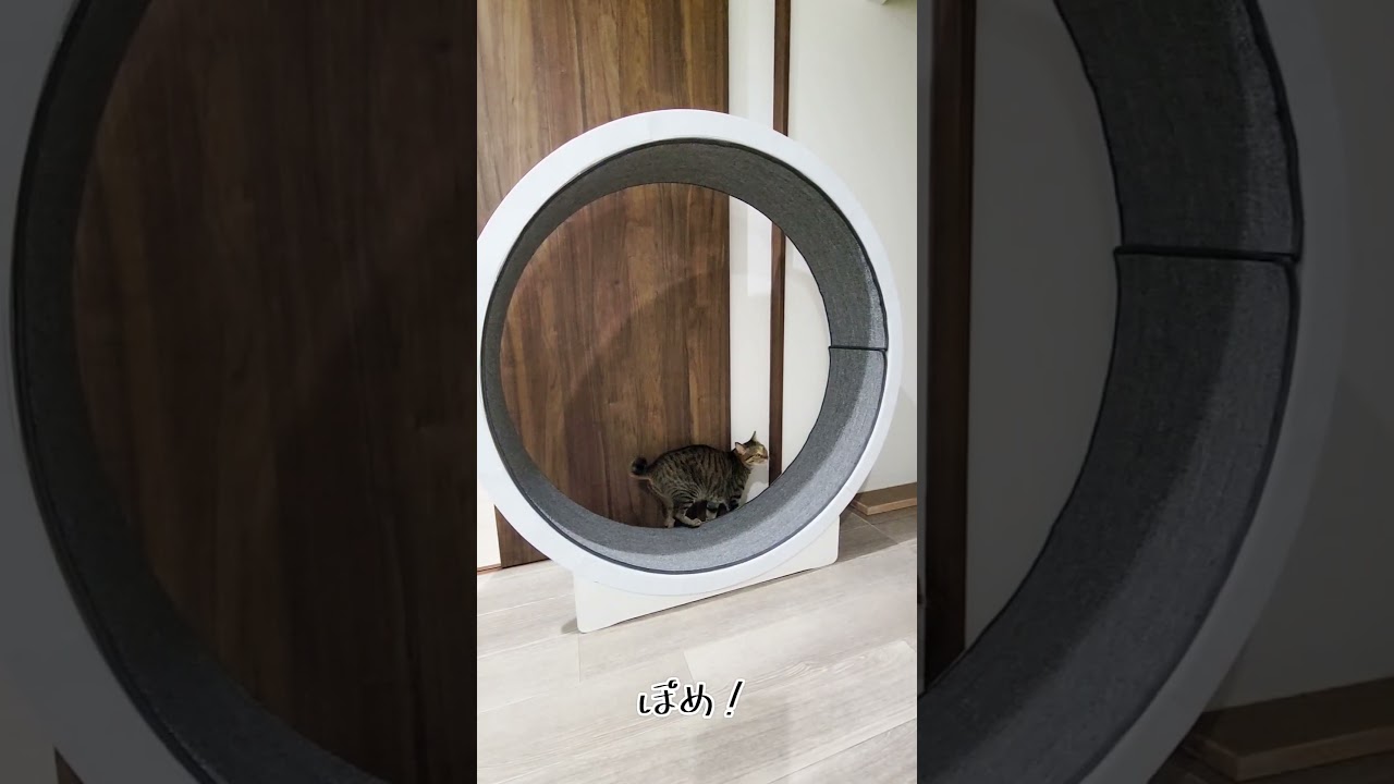 言葉のわかる猫がキャットホイールで遊んだよ（キジトラバージョン） #キャットホイール #ソマリ #キジトラ #保護猫 #しぴこめ #しぴこめしゃんねる #ねこ #腎不全 #腎臓病 #尿路結石