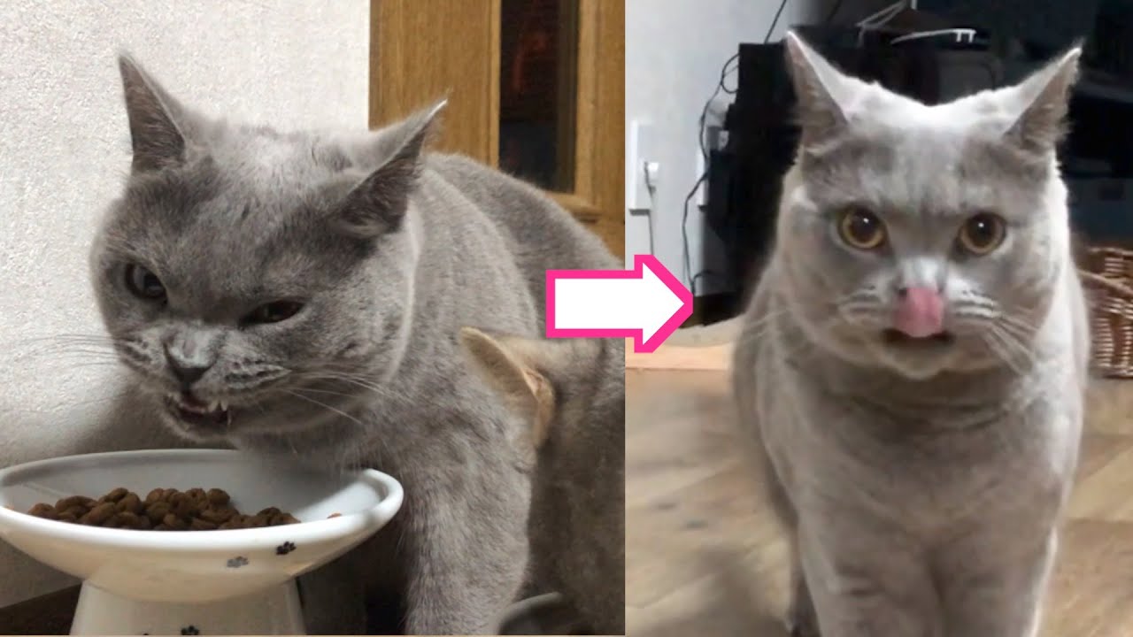 餌の時間が恋しすぎるシャルトリューのまるちゃんw