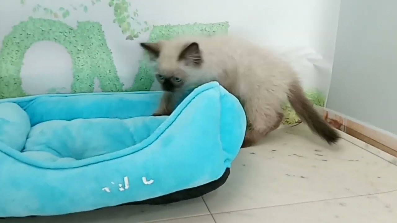 668556 ヒマラヤン