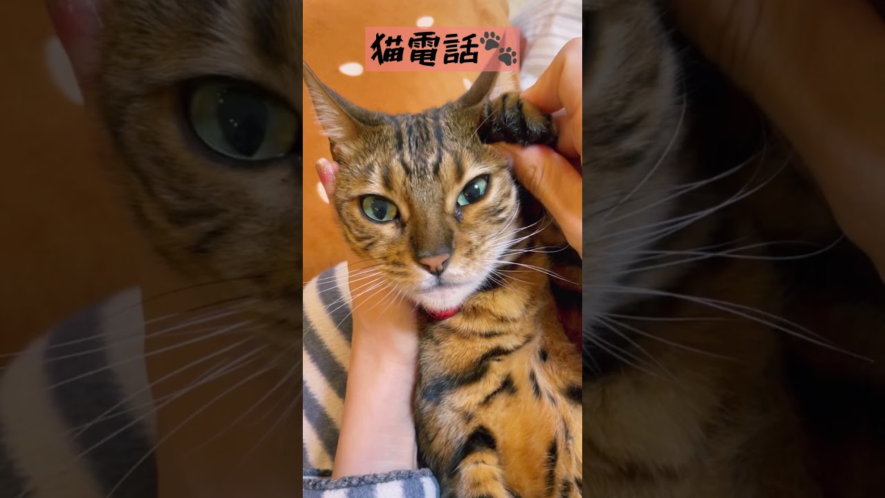 ベル電話に出てね☎️ #shorts