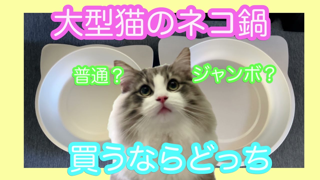 猫鍋・大型猫ならどっちのサイズ？ノルウェージャン・メインクーン・ラグドールなど