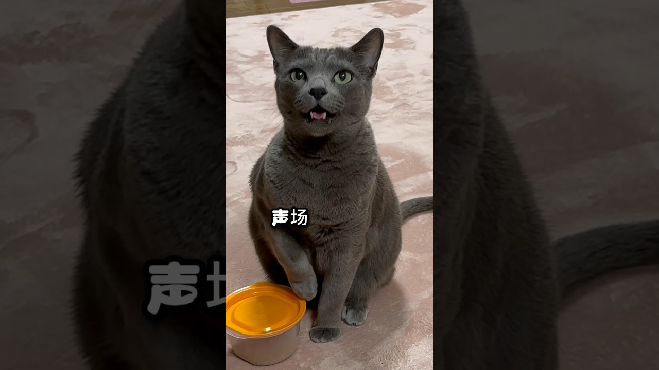 【ロシアンブルー】今朝のめろん器用です🤭【猫】#shorts