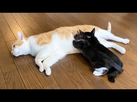 子猫たちの母親代わりになる先住猫