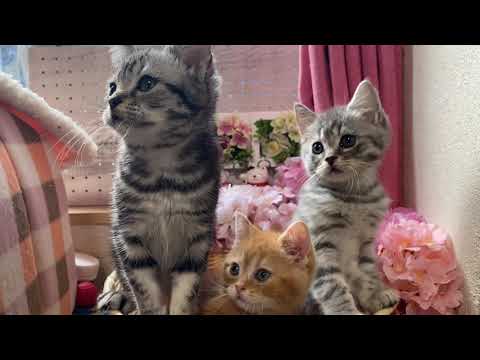 スコティッシュフォールド＆アメリカンショートヘアの 子猫たち