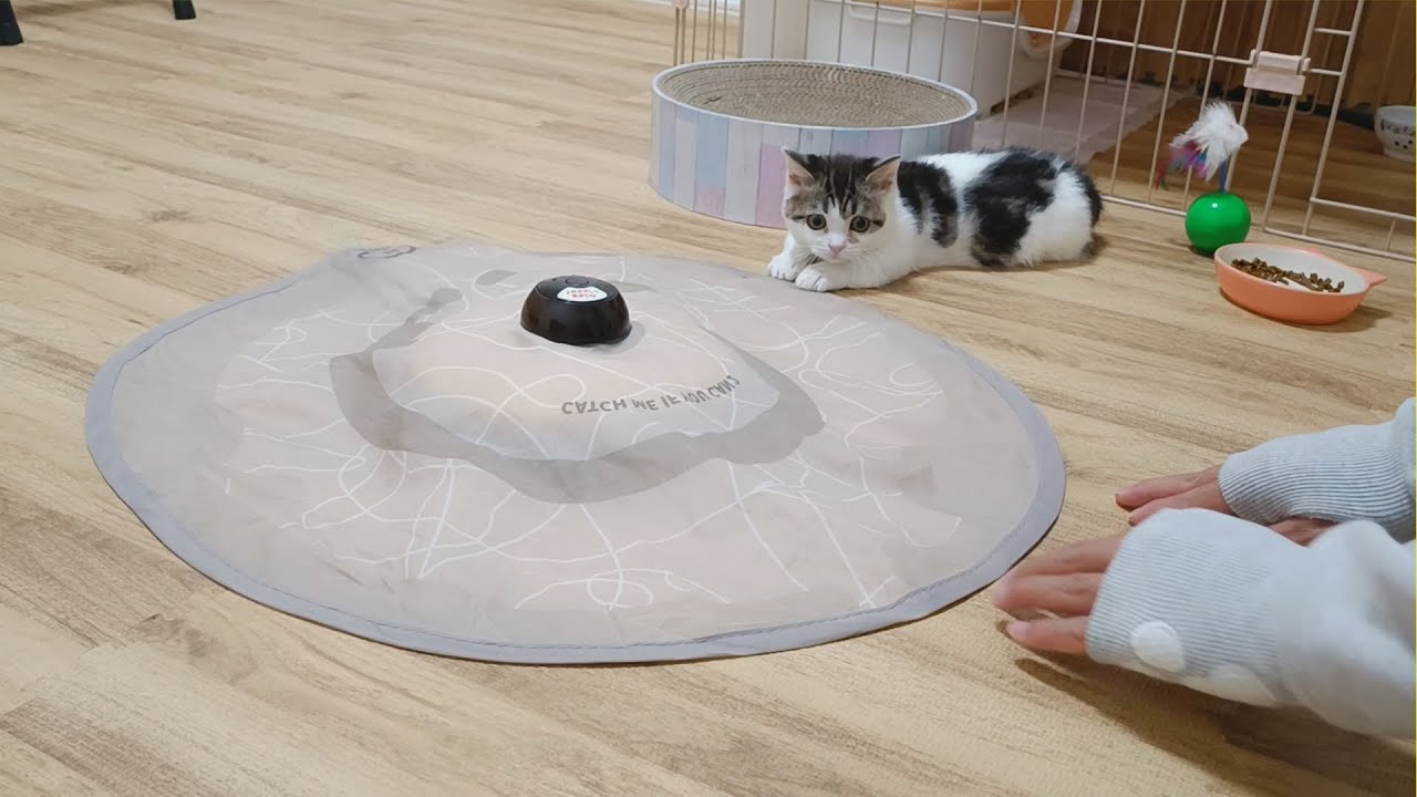 電動の猫じゃらしを怖がる子猫に遊び方を教えてみたら…？