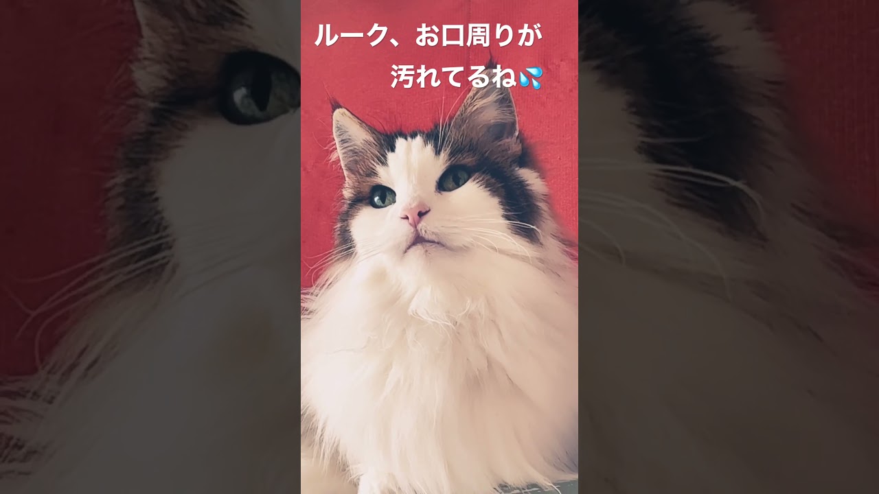 #cat #cats #ノルウェージャンフォレストキャット #shortsvideo #猫 #猫動画 #大型猫 #猫との暮らし #かわいい猫 #shorts
