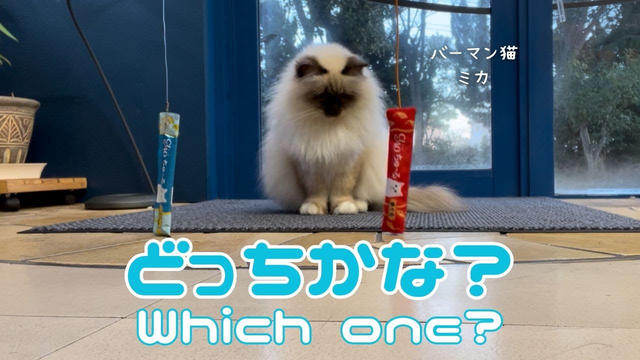 バーマン猫ミカとガブとウリ【どっちかな？】Which one?（バーマン猫）Birman/Cat