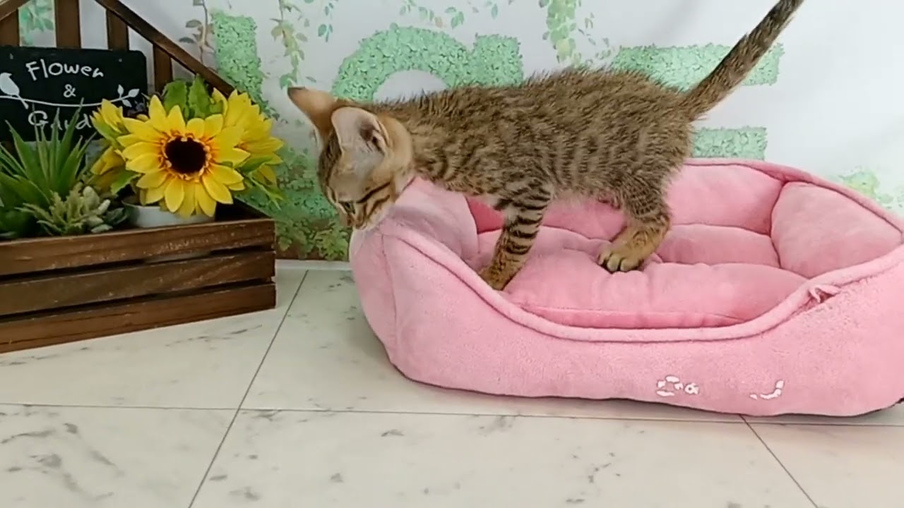 668552 ベンガル