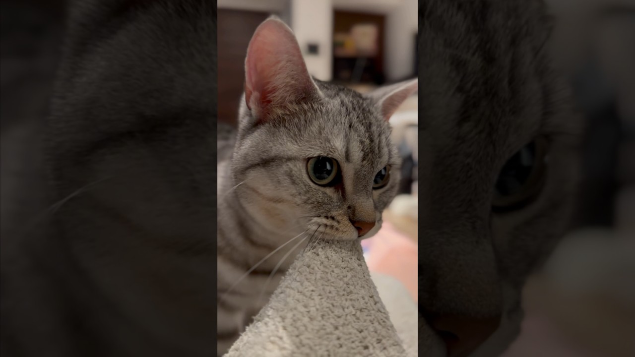 【猫動画】パパが帰るとフミフミしにくる猫3選‼︎ #Shorts