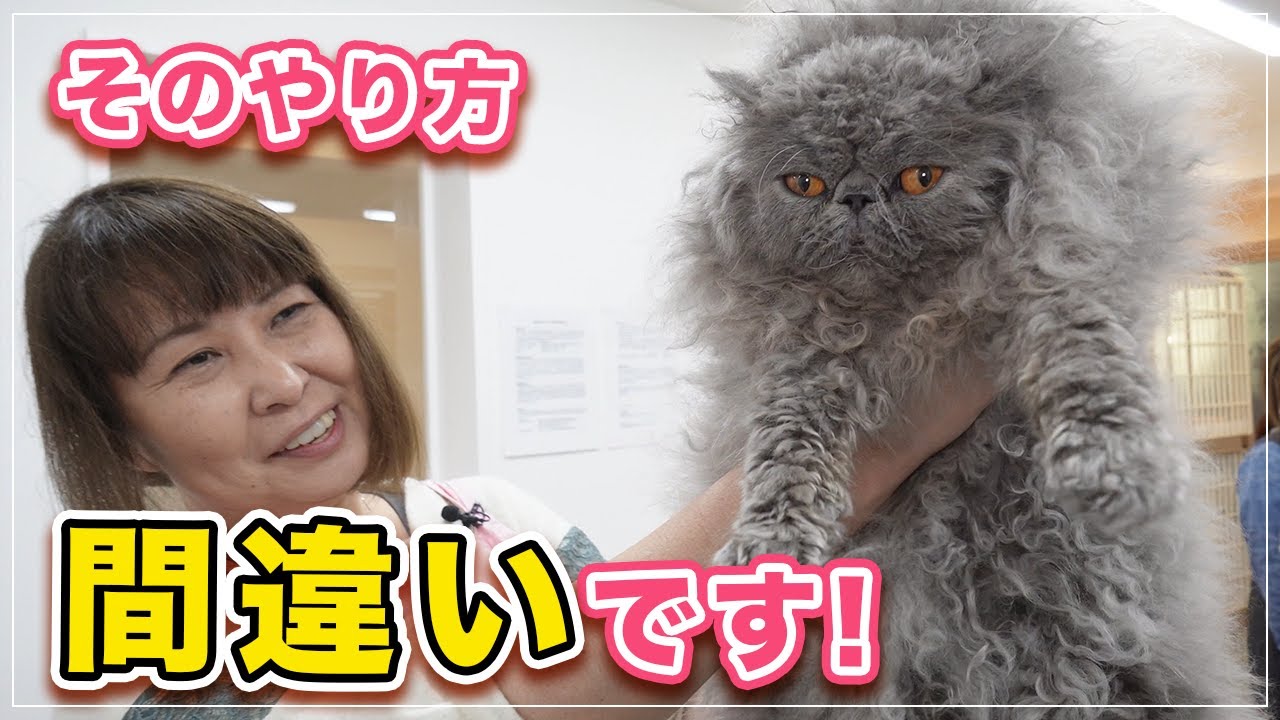 【完全保存版】間違いだらけだった巻き毛の猫のお手入れ方法。巻き毛をきれいに出したいなら逆に○○しろ！【セルカークレックス】