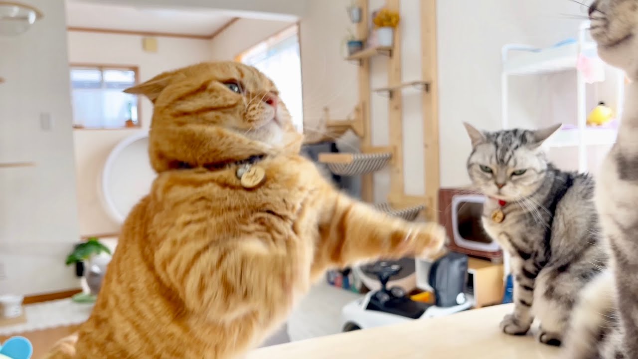 息子たちへのライバル心に燃えるパパ猫 #猫 #マンチカン