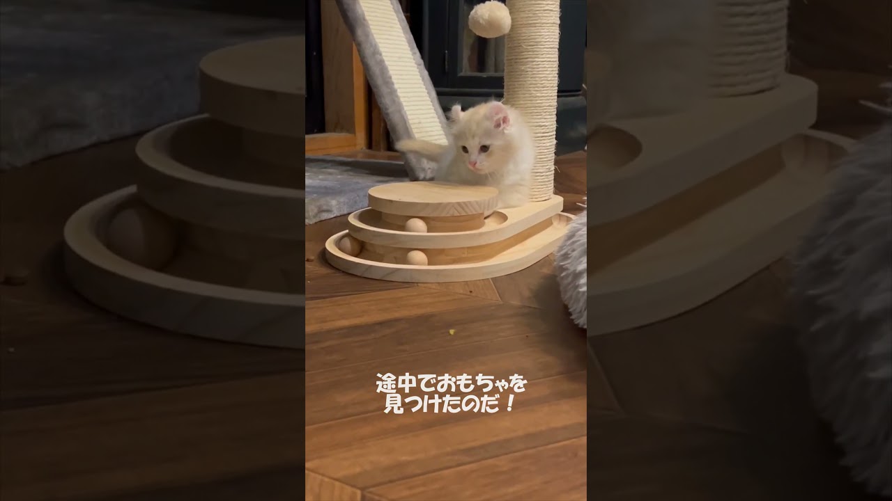 【キンカロー】ふうの大冒険【仔猫】　#shorts　#猫 　#仔猫