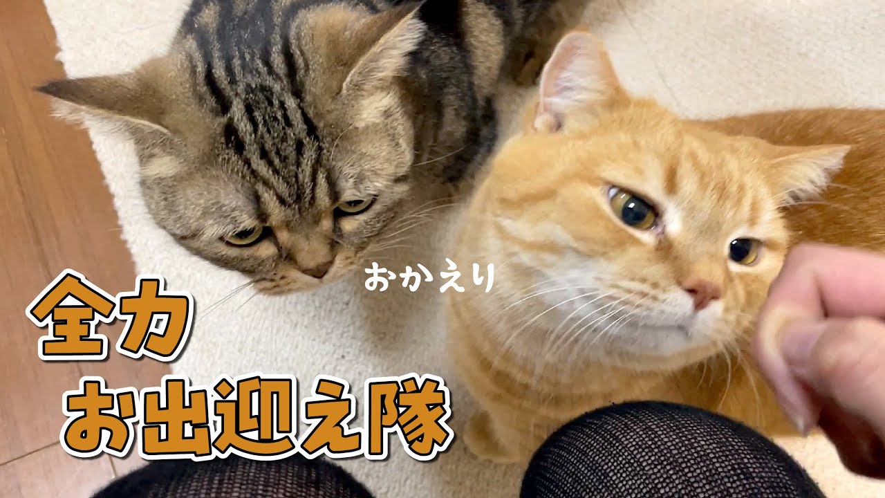 甘えん坊猫のお出迎えは早い者勝ちなんです！