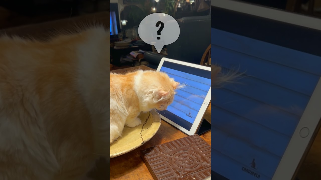 【キンカロー】猫が見る動画を見る猫を見る動画【仔猫】　#shorts　#猫 　#仔猫