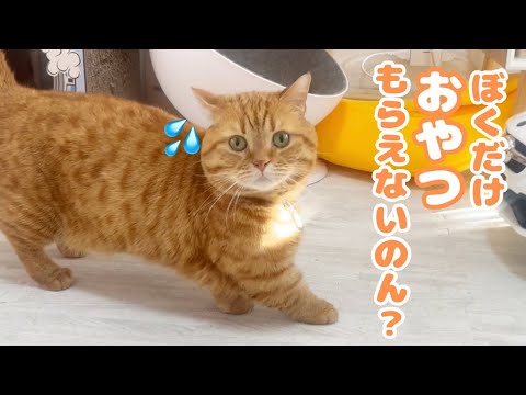 【悲報】がんばってる茶々の姿を見たら胸が締めつけられました... #猫 #マンチカン