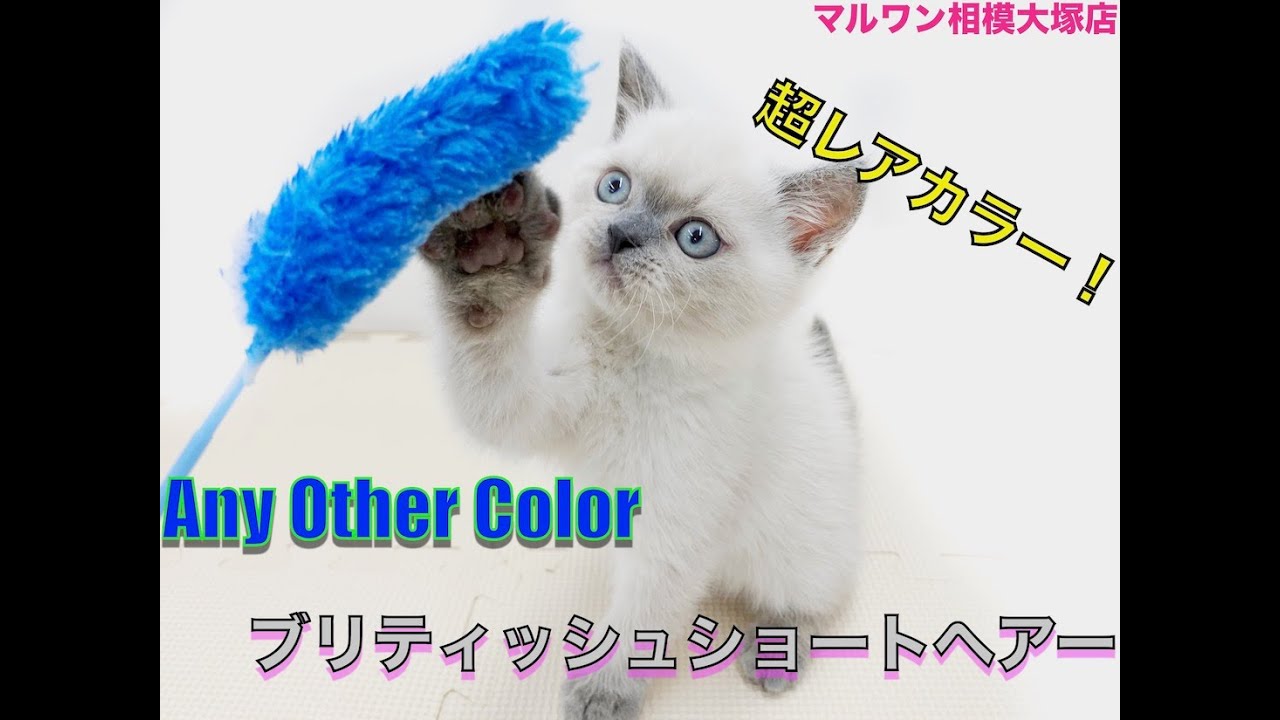 超レアカラーのブリティッシュショートヘアーの子猫！猫じゃらしに大興奮！