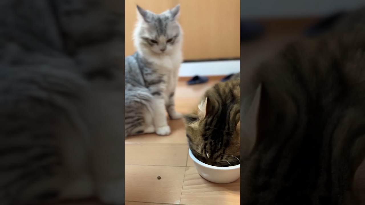 3匹で仲良くご飯🍚タイム✨ #cat #猫 #ねこ