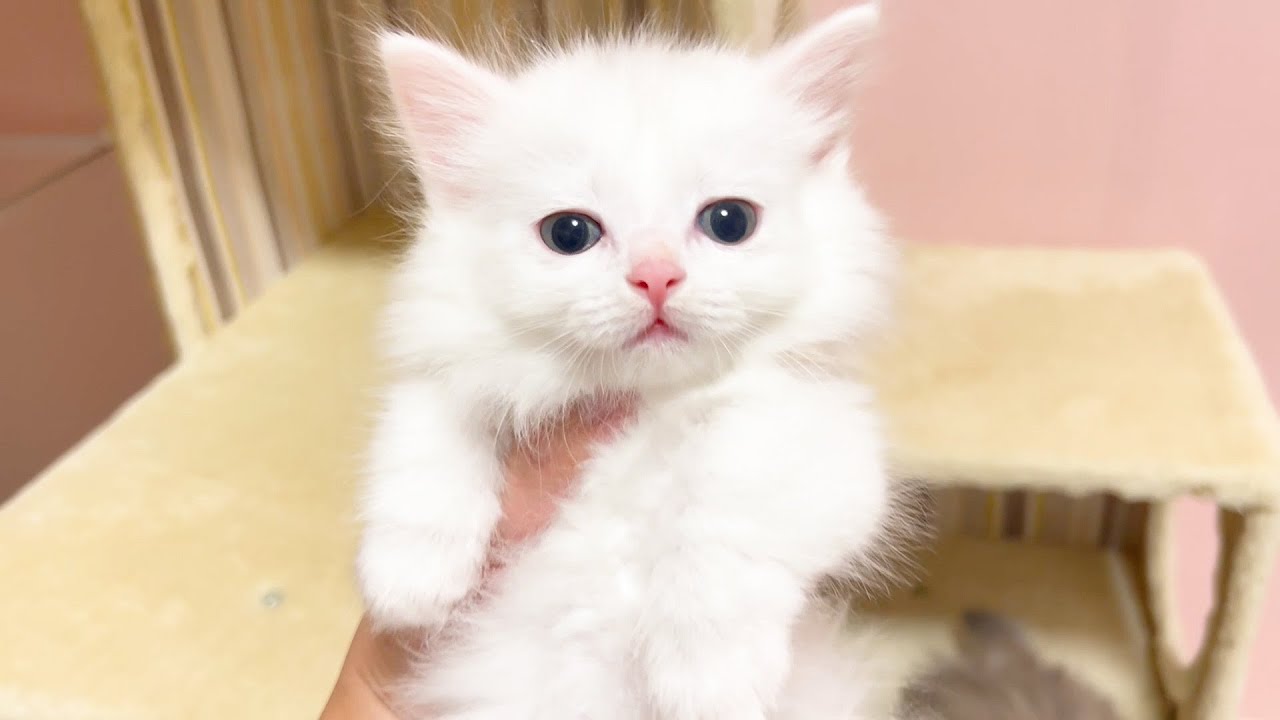 【マンチカンの子猫】子猫のチャーミングポイントが薄くなってきた？な件 ～猫のいる生活Vol.911～出産動画 マンチカン短足・ミヌエット・ペルシャ猫専門ブリーダー『ペット蔵人』【子猫の成長記録】