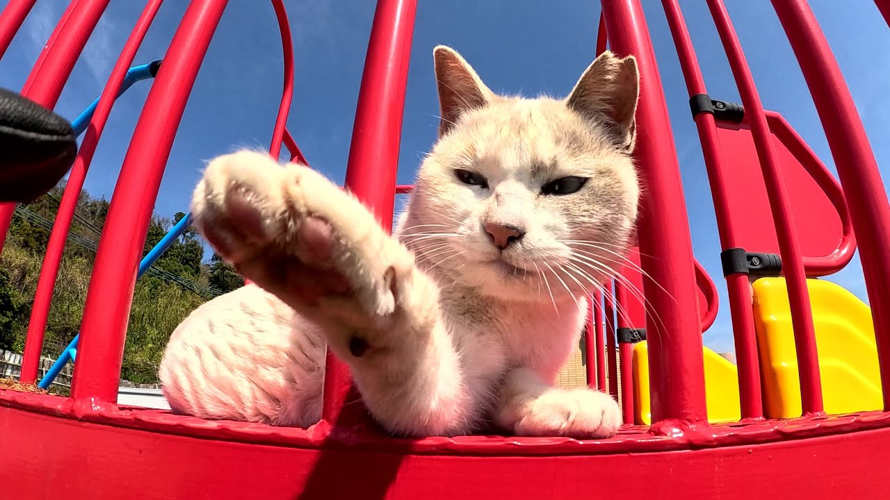 シャム猫ちゃんがすべり台の上を占拠して人間を攻撃してくる