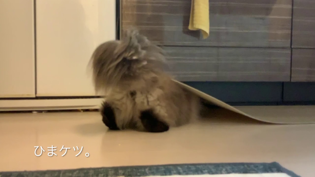 ヒマラヤンのおしり。