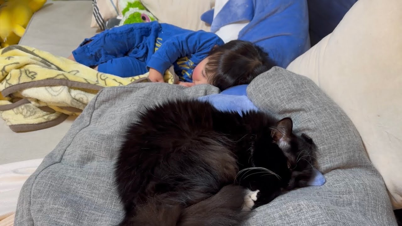 お風呂について来る猫　ノルウェージャンフォレストキャットA cat that follows you to the bath. Norwegian Forest Cat.