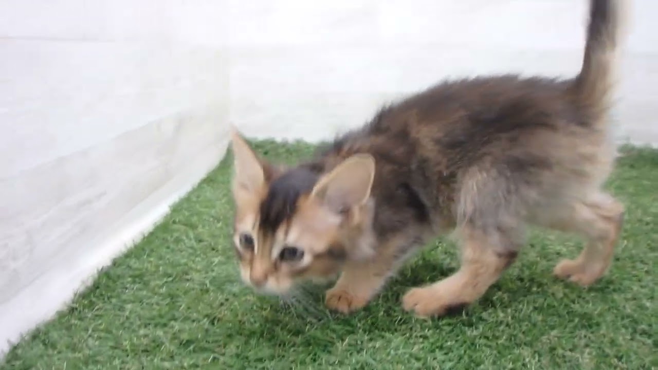 Coo&RIKU　No00667575 ソマリ