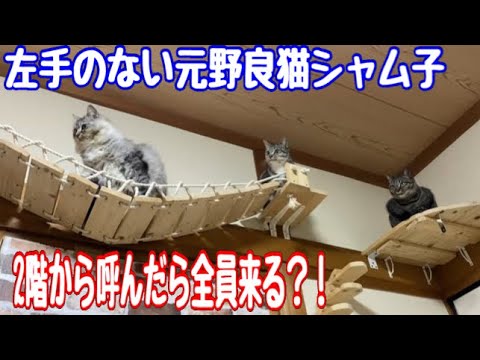 2階から呼んだらシャム子ファミリー全員くる？！元野良猫からの変化が嬉しい。#cat #保護猫 #ねこ #癒し