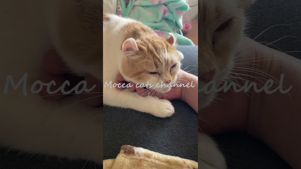 手を枕にして寝る猫 #shorts  #猫 #アメリカンカール #cat