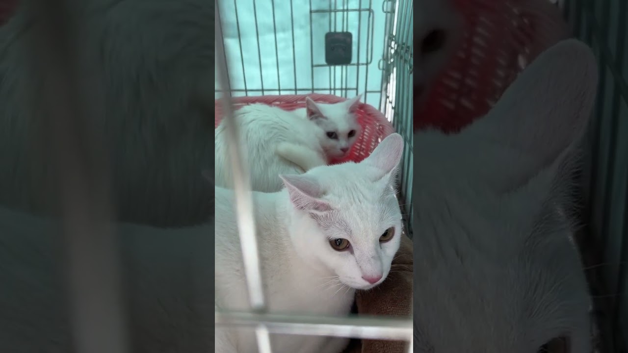 3月10日譲渡会前の猫の様子12