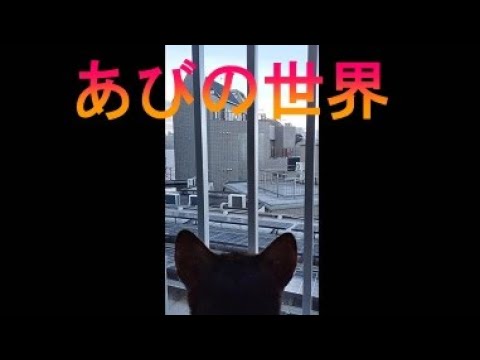 ネコ動画あび＃3258　あびの毎日　アビシニアン　あび