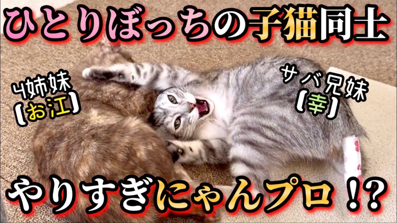 本当の兄弟のようになった子猫達がこうなりました。【保護猫】