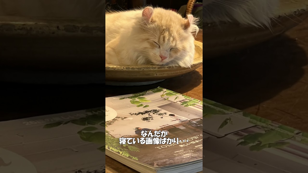 【キンカロー】ふうの成長アルバム【仔猫】　#shorts　#猫 　#仔猫