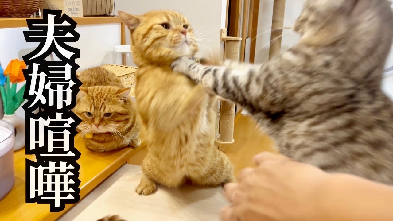 『ちょっと妻を無視してたらめちゃくちゃ怒られたのん！』 #猫 #マンチカン
