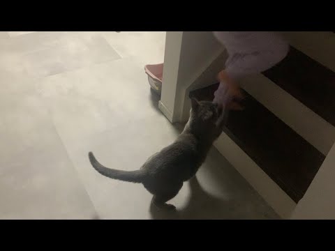 ぺぺ(ロシアンブルー)の優しい猫パンチ(右フック)