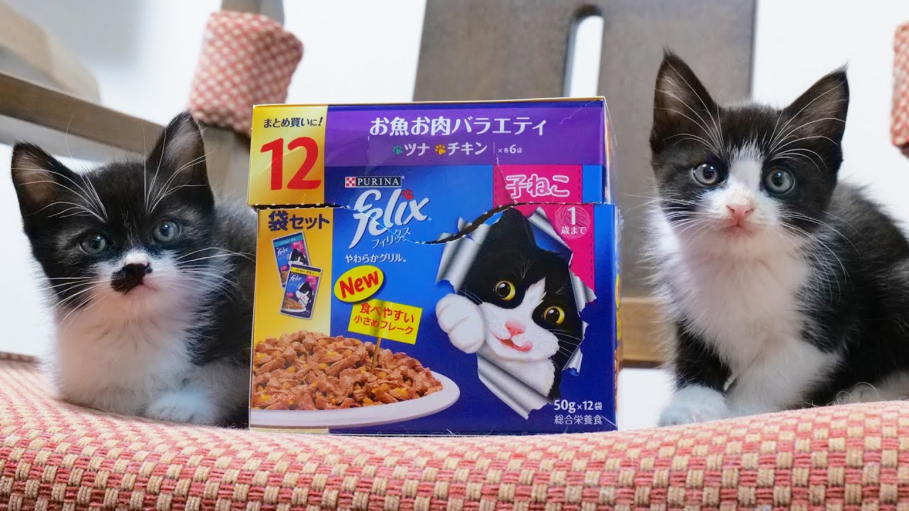 わが家の子猫が子猫フードのパッケージデザインに⁉【白鼻frlix】