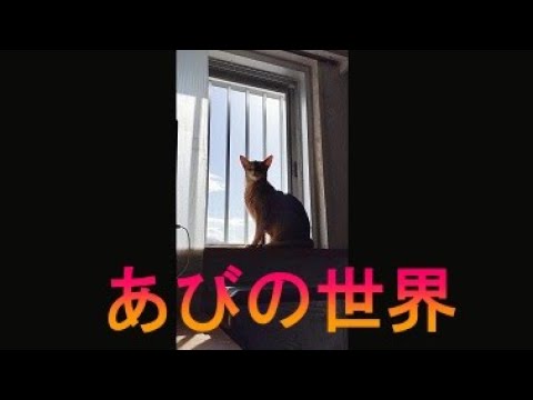 ネコ動画あび＃3245　あびの毎日　アビシニアン　あび