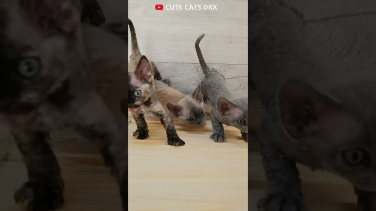 Kittens are very happy to see me!